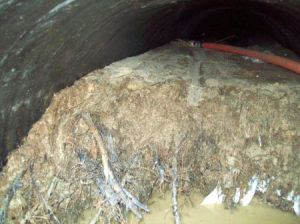 swamp willow roots in pipe