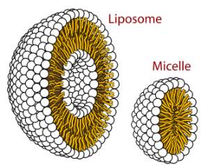 Liposome and micelle
