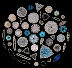 "Diatom Circle" by Graham P. Matthews (gpmatthews.nildram.co.uk)